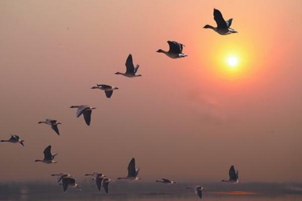 夢見大雁是什么意思 女人夢到大雁成群飛有什么預(yù)兆