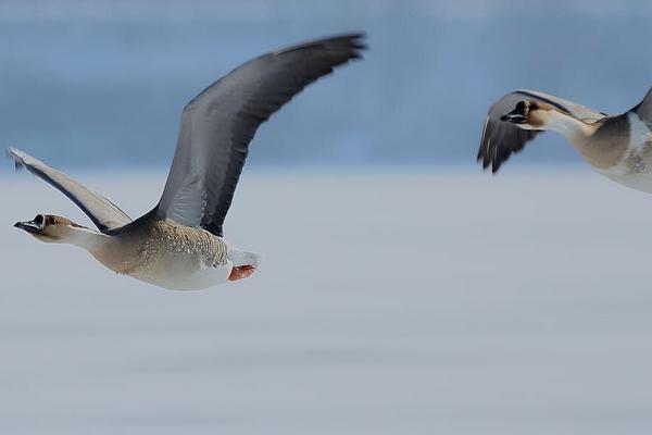 夢見大雁是什么意思 女人夢到大雁成群飛有什么預(yù)兆