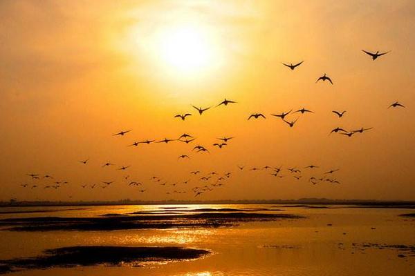 夢見大雁是什么意思 女人夢到大雁成群飛有什么預(yù)兆