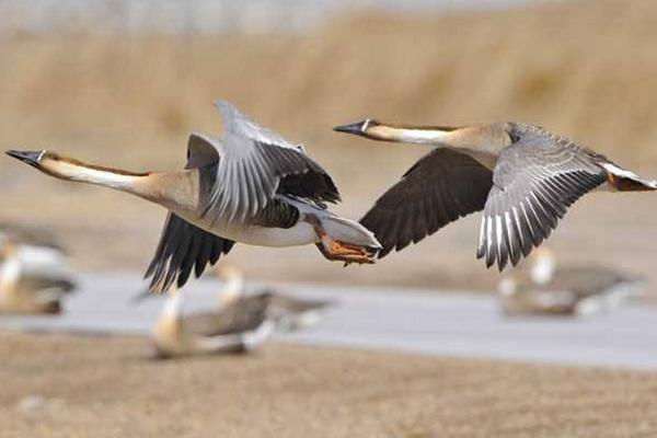 夢見大雁是什么意思 女人夢到大雁成群飛有什么預(yù)兆