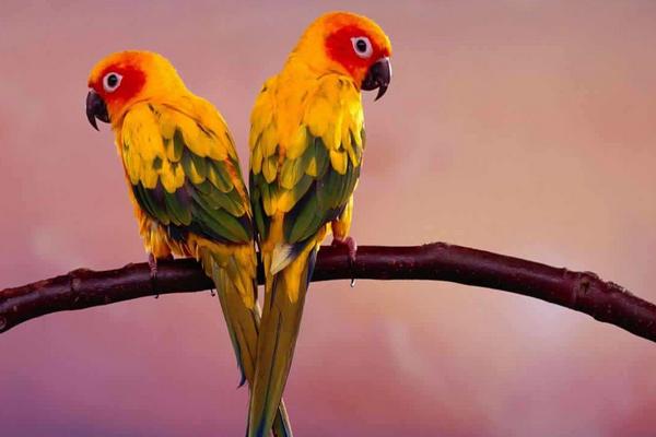 夢見鸚鵡是什么意思 女人夢到鸚鵡和自己說話有什么預兆