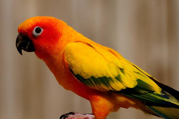 夢見鸚鵡是什么意思 女人夢到鸚鵡和自己說話有什么預兆