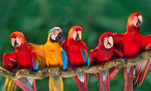 夢見鸚鵡是什么意思 女人夢到鸚鵡和自己說話有什么預兆