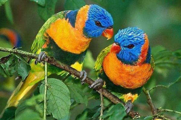 夢見鸚鵡是什么意思 女人夢到鸚鵡和自己說話有什么預兆