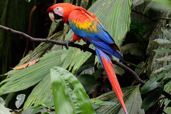 夢見鸚鵡是什么意思 女人夢到鸚鵡和自己說話有什么預兆