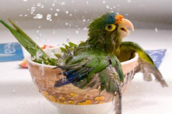 夢見鸚鵡是什么意思 女人夢到鸚鵡和自己說話有什么預兆