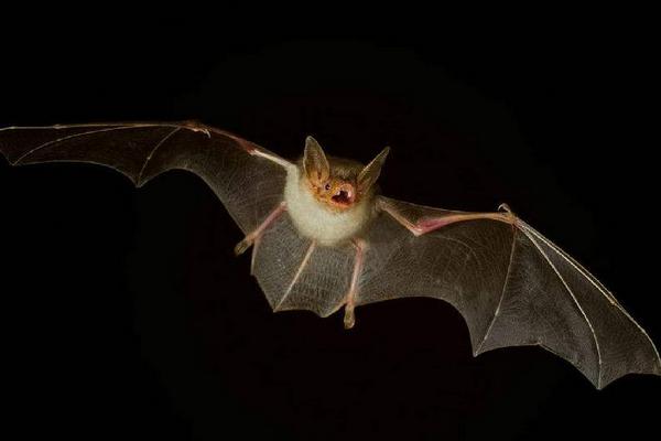 夢見蝙蝠是什么意思 女人夢到一群蝙蝠撲向自己有什么預兆