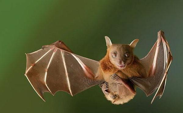 夢見蝙蝠是什么意思 女人夢到一群蝙蝠撲向自己有什么預兆