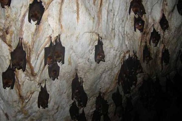 夢見蝙蝠是什么意思 女人夢到一群蝙蝠撲向自己有什么預兆