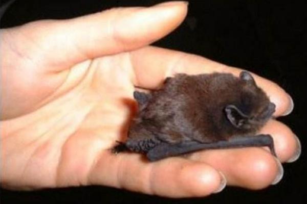 夢見蝙蝠是什么意思 女人夢到一群蝙蝠撲向自己有什么預兆