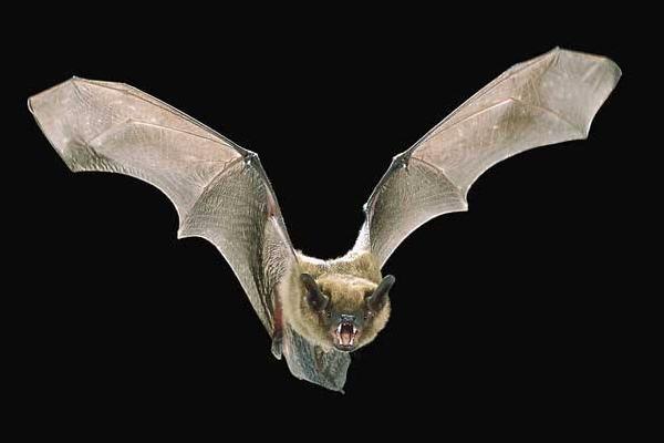 夢見蝙蝠是什么意思 女人夢到一群蝙蝠撲向自己有什么預兆