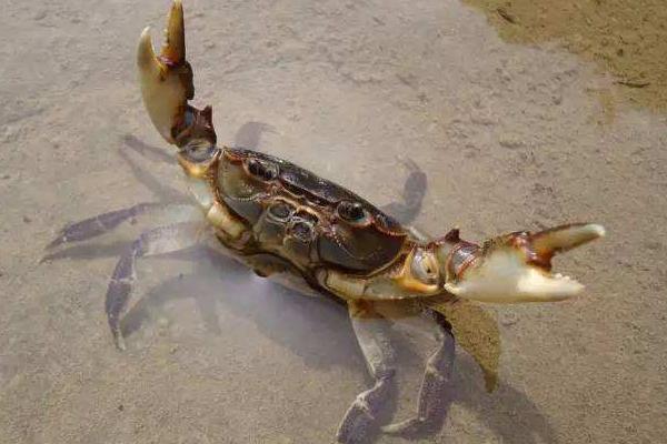 夢見螃蟹是什么意思 女人夢到螃蟹成群爬到自己身上有什么預兆