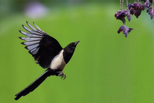 夢見喜鵲是什么意思 夢到喜鵲落到自己手上有什么預兆