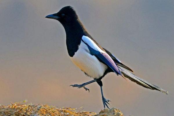 夢見喜鵲是什么意思 夢到喜鵲落到自己手上有什么預兆