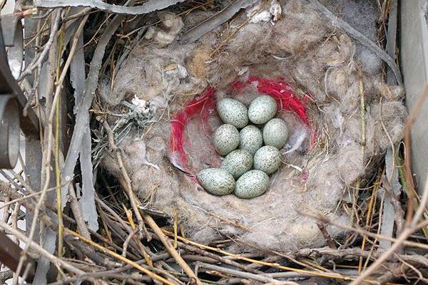 夢見喜鵲是什么意思 夢到喜鵲落到自己手上有什么預兆