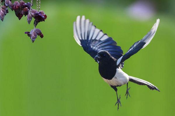 夢見喜鵲是什么意思 夢到喜鵲落到自己手上有什么預兆