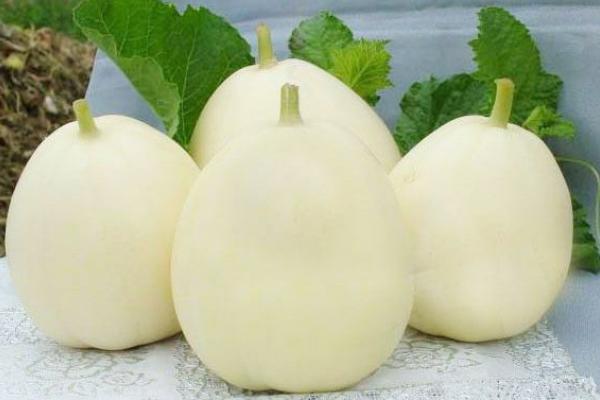 夢見甜瓜是什么意思 女人夢到自己吃甜瓜有什么預兆