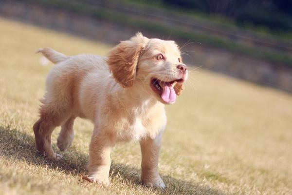 夢見狗叫是什么意思 孕婦夢到很多狗叫有什么預(yù)兆