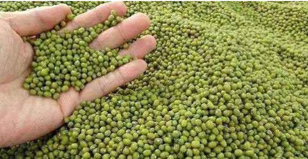 夢見綠豆是什么意思 女人夢到摘綠豆有什么預兆