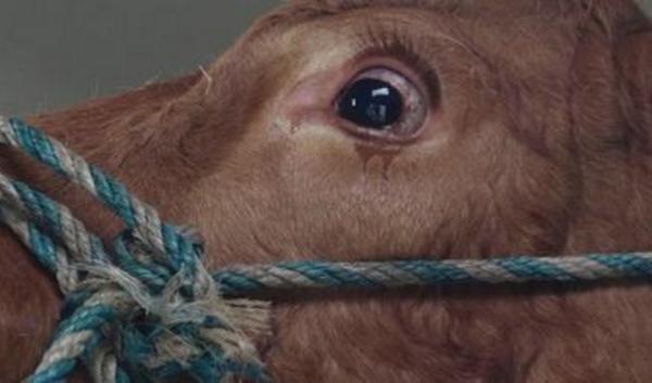 夢(mèng)見流淚是什么意思 夢(mèng)到哭流真實(shí)的眼淚有什么預(yù)兆