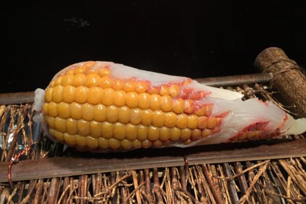 夢見煮玉米是什么意思 女人夢到鍋子里煮了一鍋子玉米有什么預兆