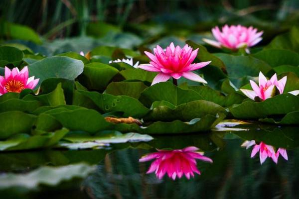 夢見睡蓮是什么意思 女人夢到很多睡蓮開花有什么預兆