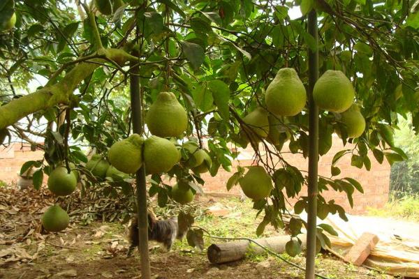 夢見柚子是什么意思 女人夢到樹上掛著很多柚子有什么預兆