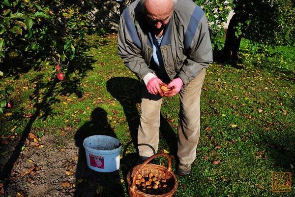 夢見核桃是什么意思 孕婦夢到吃核桃有什么預兆