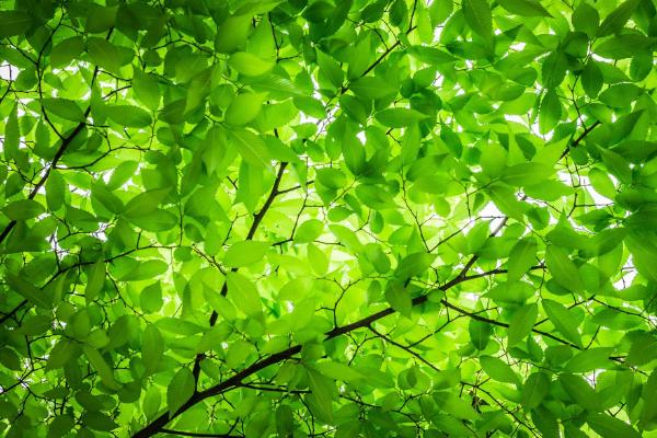 夢見植物長的茂盛是什么意思 女人夢到有人送植物給自己有什么預兆