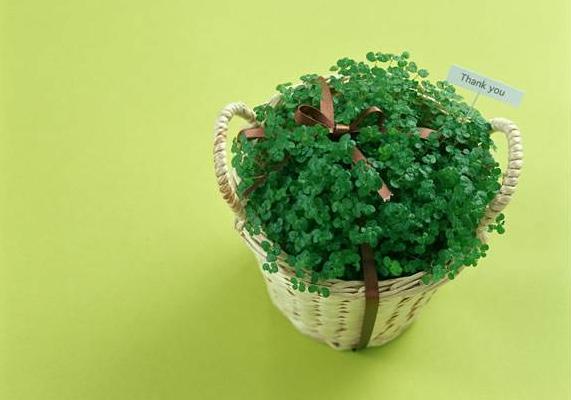 夢見植物長的茂盛是什么意思 女人夢到有人送植物給自己有什么預兆