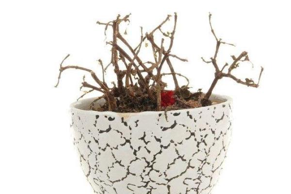 夢見植物長的茂盛是什么意思 女人夢到有人送植物給自己有什么預兆