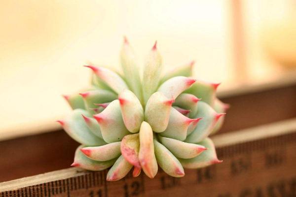 夢見植物長的茂盛是什么意思 女人夢到有人送植物給自己有什么預兆