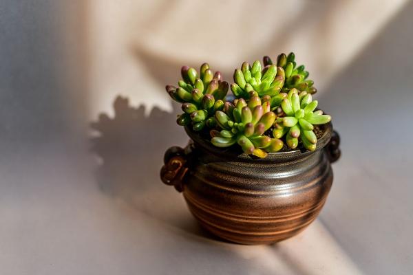 夢見植物長的茂盛是什么意思 女人夢到有人送植物給自己有什么預兆