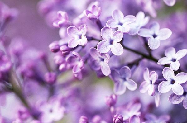 夢見紫色的花是什么意思 夢到紫色有什么預兆