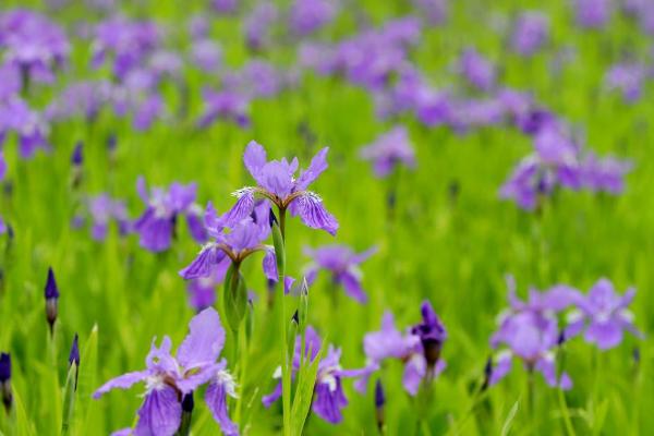 夢見紫色的花是什么意思 夢到紫色有什么預兆