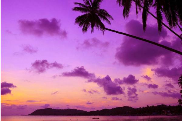 夢見紫色的花是什么意思 夢到紫色有什么預兆