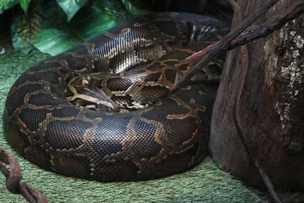 夢見巨蟒是什么意思 女人夢到大蟒蛇追自己有什么預兆