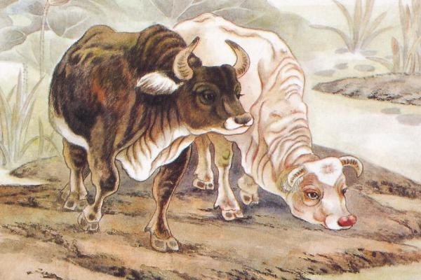 夢見水牛是什么意思 夢到一群大水牛在一起有什么預兆