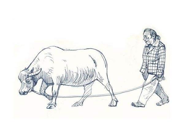 夢見水牛是什么意思 夢到一群大水牛在一起有什么預兆