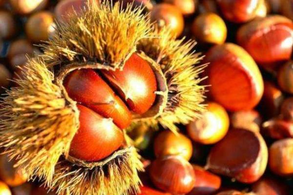 夢見栗子是什么意思 夢到吃栗子有什么預(yù)兆