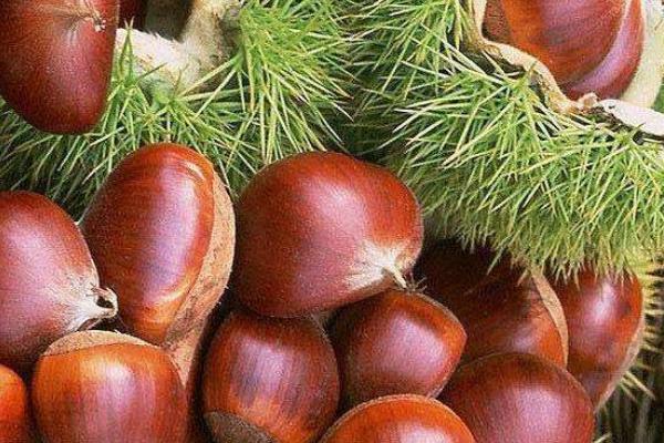 夢見栗子是什么意思 夢到吃栗子有什么預(yù)兆