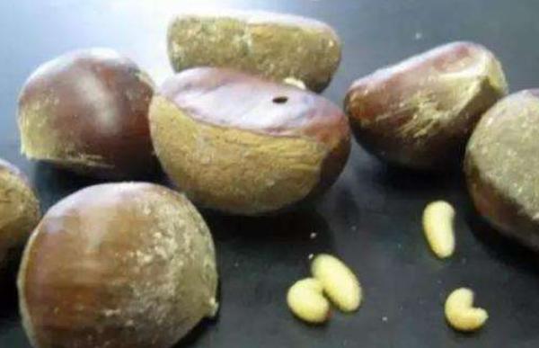 夢見栗子是什么意思 夢到吃栗子有什么預(yù)兆