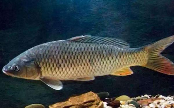 夢(mèng)見(jiàn)鯉魚(yú)是什么意思 女人夢(mèng)到紅色大鯉魚(yú)有什么預(yù)兆