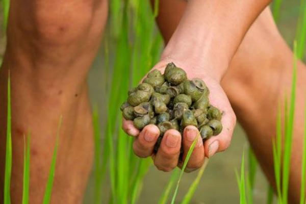 夢見撿田螺是什么意思 女人夢到很多田螺有什么預兆