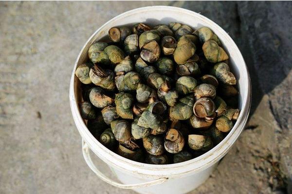 夢見撿田螺是什么意思 女人夢到很多田螺有什么預兆