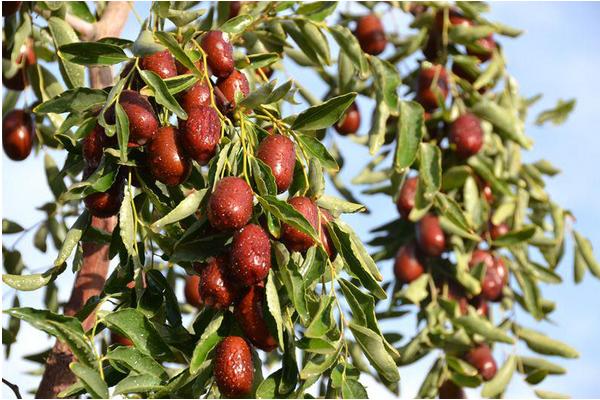 夢(mèng)見紅棗是什么意思 女人夢(mèng)到自己吃紅棗有什么預(yù)兆