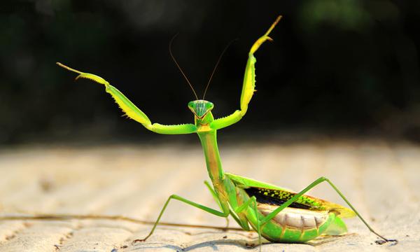 夢見螳螂是什么意思 女人夢到螳螂爬到身上有什么預兆