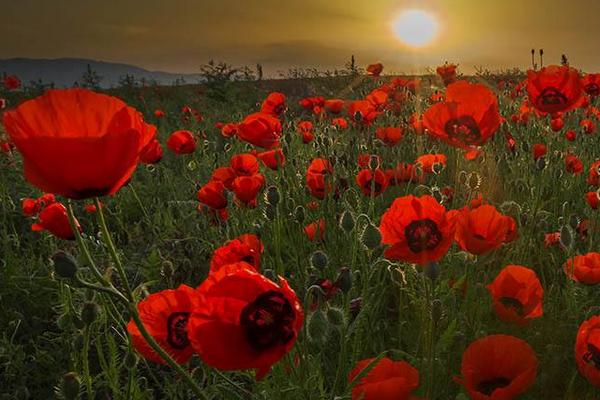 夢見紅花是什么意思 女人夢到滿地紅花去摘有什么預兆