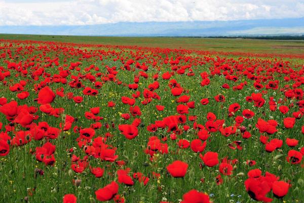 夢見紅花是什么意思 女人夢到滿地紅花去摘有什么預兆