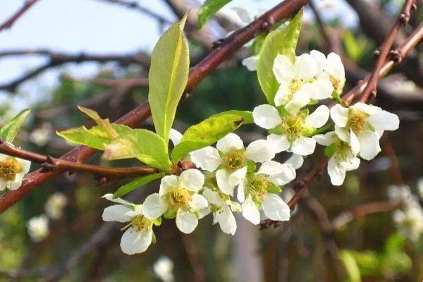 夢見紅花是什么意思 女人夢到滿地紅花去摘有什么預兆